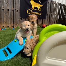Vecna - Golden male Golden Retriever puppy in Duncan, South Carolina from Glimmer Goldens