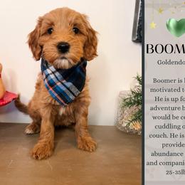 Boomer - Red  male Goldendoodle puppy in Hilton, New York from The House of Goldendoodle