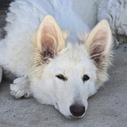 Reba - White female Shiloh Shepherd puppy in Anza, California from Stunning Shiloh Shepherds