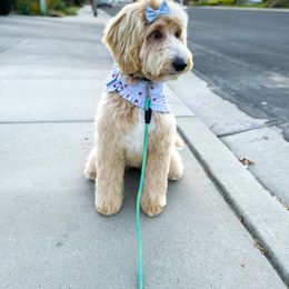Daisy - Goldendoodle