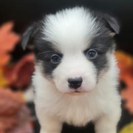 Oakley - Black and tan male Pembroke Welsh Corgi puppy in Tomball, Texas from Larsen Loved Corgis
