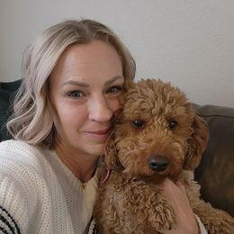 Indy - Labradoodle
