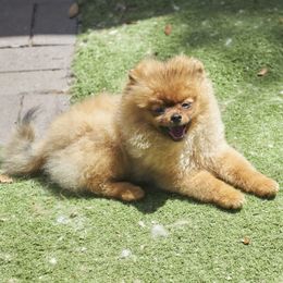 Pomeranian Puppies from Abbapoola Poms