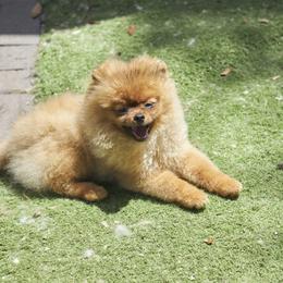 Pomeranian Puppies from Abbapoola Poms