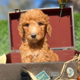Mason - Apricot male Goldendoodle puppy in Willacoochee, Georgia from Kitandkboodle's Doodles