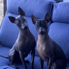 Chili - Xoloitzcuintli