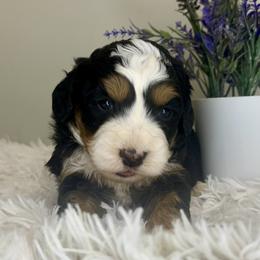Boy 4 - Tri-color male Bernedoodle puppy in Russiaville, Indiana from Pleasant Creek Minibernedoodles