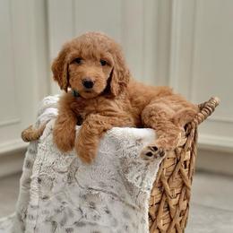 Wish Bear- Teal Collar - Apricot female Goldendoodle puppy in Bay City, Texas from Charming Doods Goldendoodles