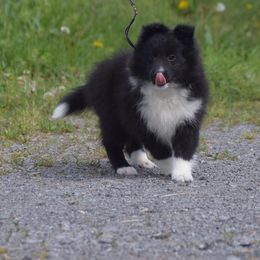 Shetland Sheepdog Puppies from Kim Watt's Shetland Sheepdogs
