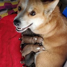 Pembroke Welsh Corgis from Makayla Goins