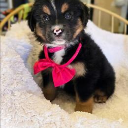 Please read the description - Black tri female Miniature American Shepherd puppy in Georgetown, California from Foothill Aussies