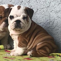 Bulldog Puppies from Bliss Bulldogs