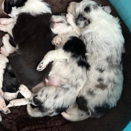 Border Collie Puppies from Roaring River Border Collies
