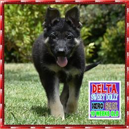 DELTA I am just too CUTE - Black and tan female German Shepherd puppy in Murrieta, California from Diamond Oaks German Shepherds