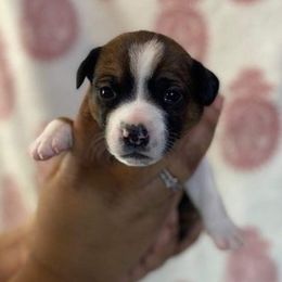 Companion Crosses from 21K Breeding