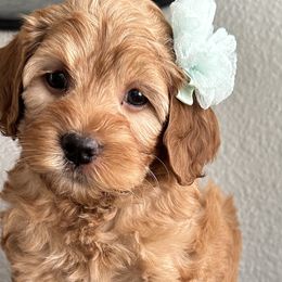 Dawn - Golden Cockapoo puppy in Roseville, California from Darby Park Doodles
