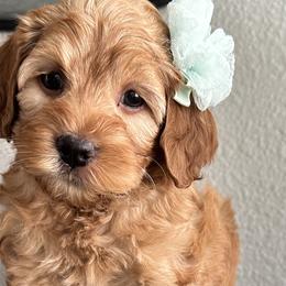 Dawn - Golden Cockapoo puppy in Roseville, California from Darby Park Doodles