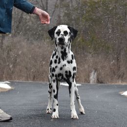 Dalmatians and Pekingese from Živjeli Kennels