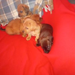 Dachshund Puppies from Elzy Family