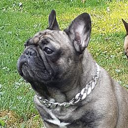 French Bulldogs from Teresa Wilson's French Bulldogs