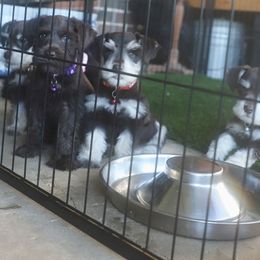 Miniature Schnauzer Puppies from Reservoir Dogs