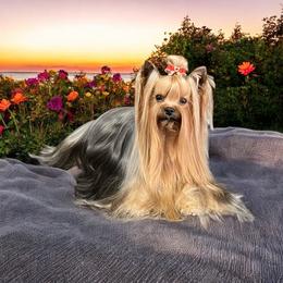 Yorkshire Terrier puppies from Yorkies Kisses