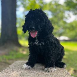 Cash - Black male Goldendoodle puppy in Pittsburg, Texas from Grace Springs Goldendoodles