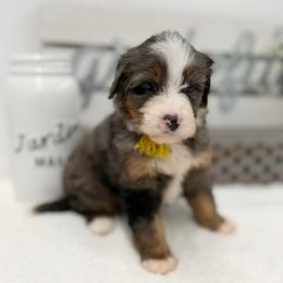 Miss Fanta - Blue merle female Bernedoodle puppy in Hegins, Pennsylvania from Bubbling Springs Doodles, LLC