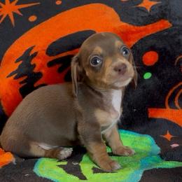 Pie - Piebald male Dachshund puppy in Escalon, California from Dashing Dachshunds RF