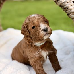 Honey - Red  male Goldendoodle puppy in Battleground, Washington from Doodles Delight PNW