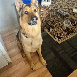 German Shepherd All Grown Up from Jessica Wright's German Shepherds
