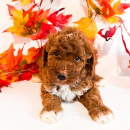 Mr Black - Red  male Goldendoodle puppy in Kissimmee, Florida from Poodle Doodle Kennels