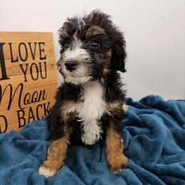 Tulip - Tri-color female Bernedoodle puppy in Granton, Wisconsin from Rose River Farms