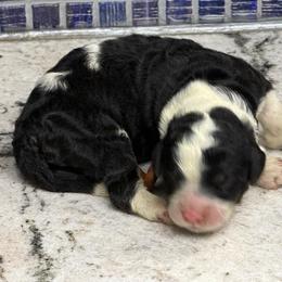 Carrot - Black and white female Sheepadoodle puppy in Chesapeake, Virginia from Doodle-Cove