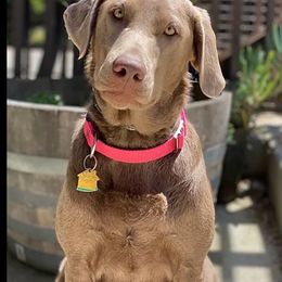 Tessie - Labrador Retriever