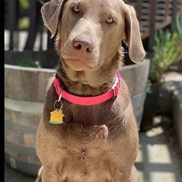 Tessie - Labrador Retriever