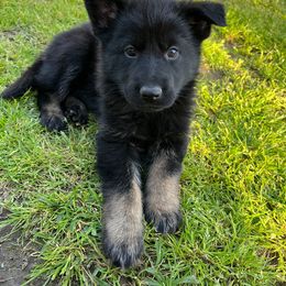 Purple Girl - Bi-color German Shepherd puppy in Little Rock, Arkansas from Vom Gonza German Shepherds