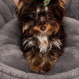 Whiskey - Yorkshire Terrier