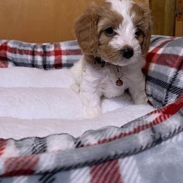 Cavalier King Charles Spaniels and Cavapoos from Precious Puppies