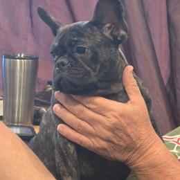 Lottie - Brindle female French Bulldog puppy in Summit, Mississippi from Impressive Bulldogs and French Bulldogs