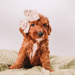 White Girl - Red  female Goldendoodle puppy in Mckinney, Texas from Doodles of North Tx