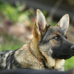 German Shepherd Puppies from Auf der Marquis German Shepherds