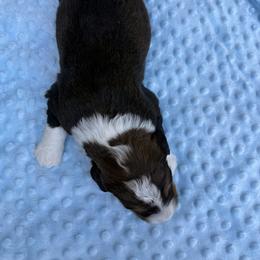 Bernedoodle Puppies from Bernedoodles of Kentucky