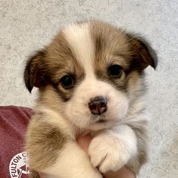 Pembroke Welsh Corgi Puppies from Stacy’s Pembroke Welsh Corgis