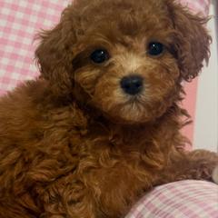 Marni - Brown female Poodle puppy in Chino, California from TTpoodle
