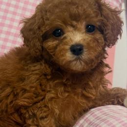 Marni - Brown female Poodle puppy in Chino, California from TTpoodle