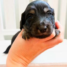 Poppy - Black and cream female Dachshund puppy in Sylvania, Alabama from Yancey’s Doxies