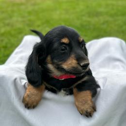 Lottie - Black and tan female Dachshund puppy in Stilwell, Oklahoma from Mountain Top Dachshunds