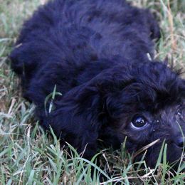 Assorted Doodle Crosses from Porchlight Puppies