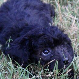 Assorted Doodle Crosses from Porchlight Puppies
